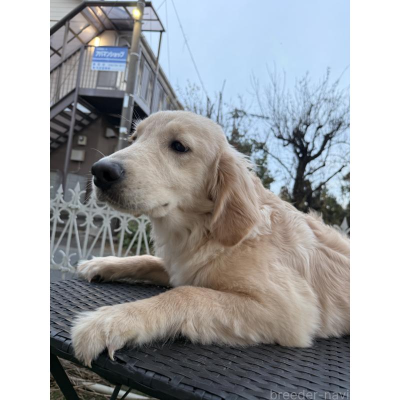 販売中の埼玉県のゴールデンレトリーバー-430165の3枚目