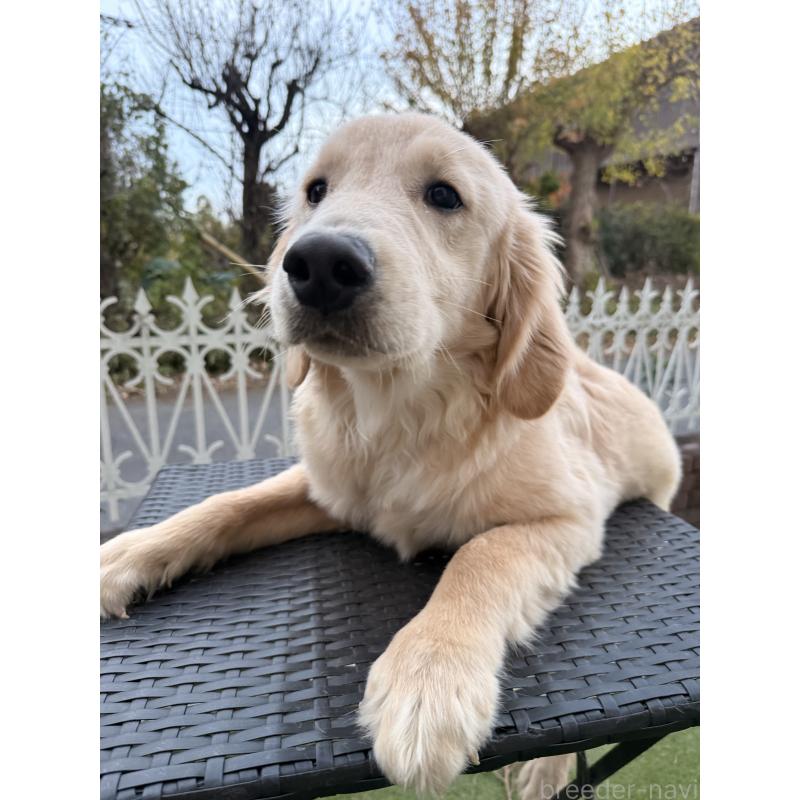 販売中の埼玉県のゴールデンレトリーバー-430165の2枚目