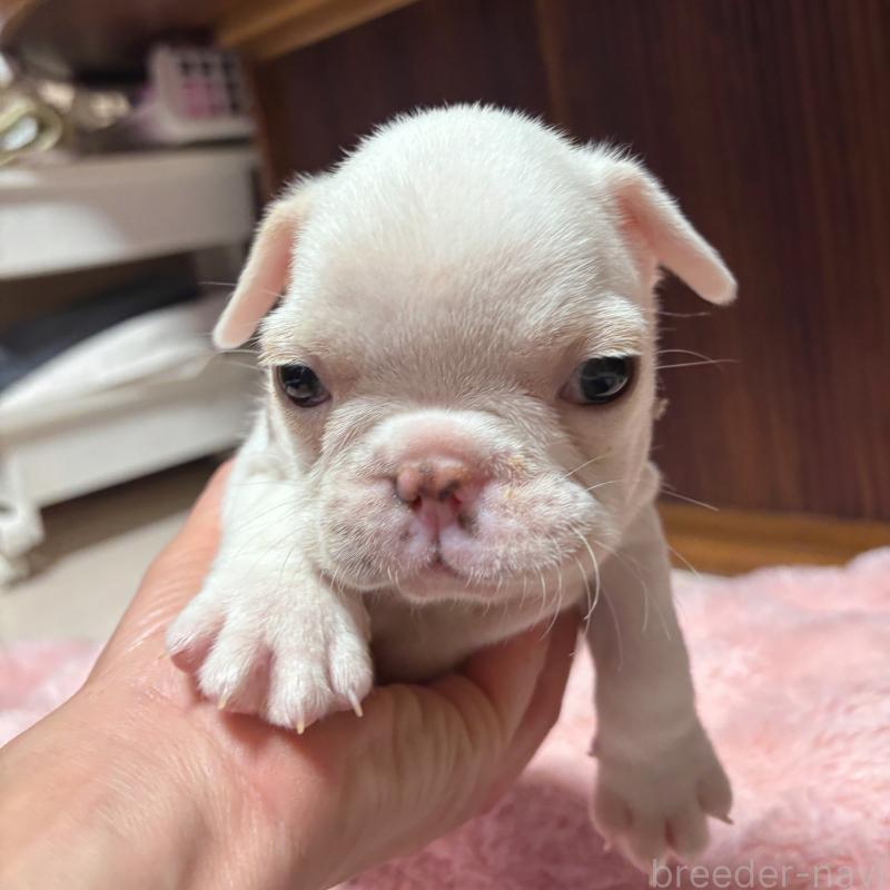 販売中の三重県のフレンチブルドッグ-429829