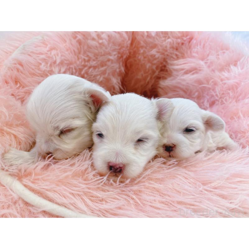 販売中の新潟県のマルチーズ-430166の3枚目