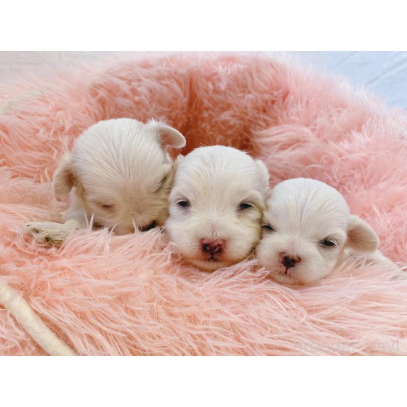 販売中の新潟県のマルチーズ-430166の2枚目