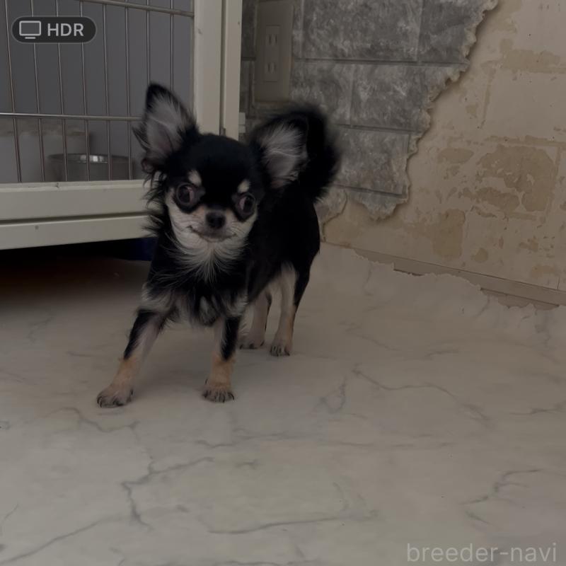 販売中の山口県のチワワ(ロングコート)-398340