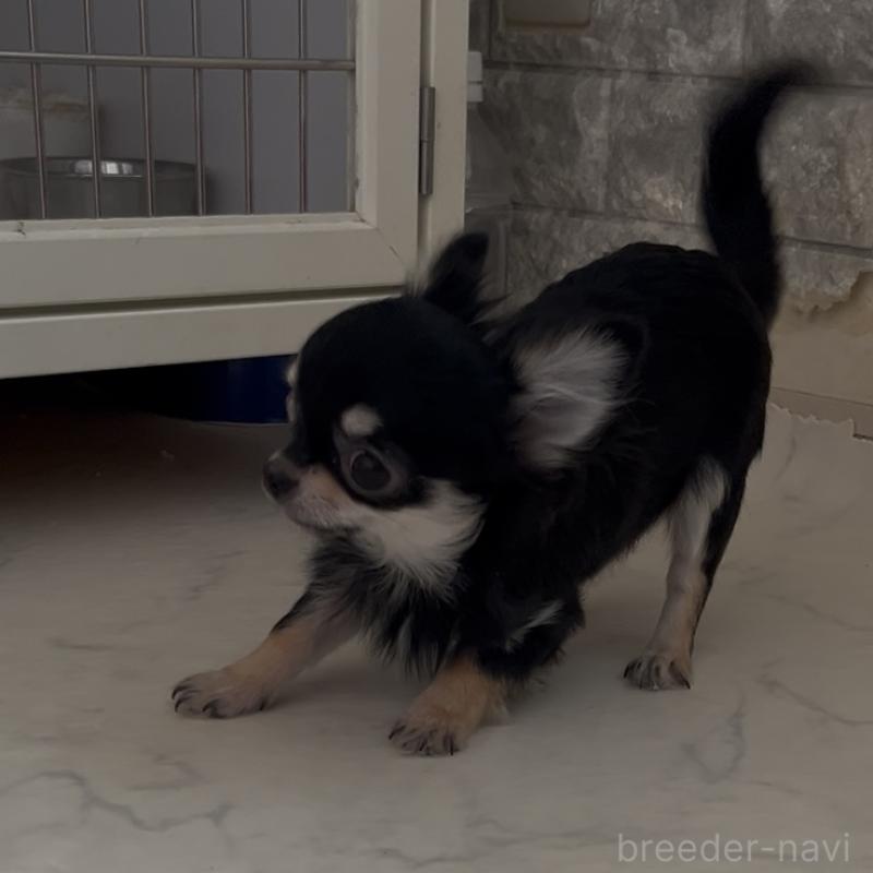 販売中の山口県のチワワ(ロングコート)-398340の2枚目