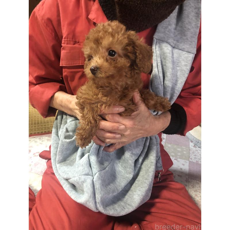 成約済の兵庫県のトイプードル-425639の5枚目