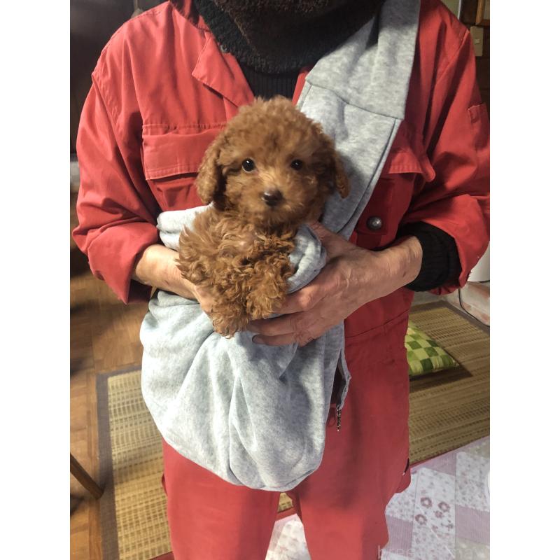 成約済の兵庫県のトイプードル-425639の4枚目