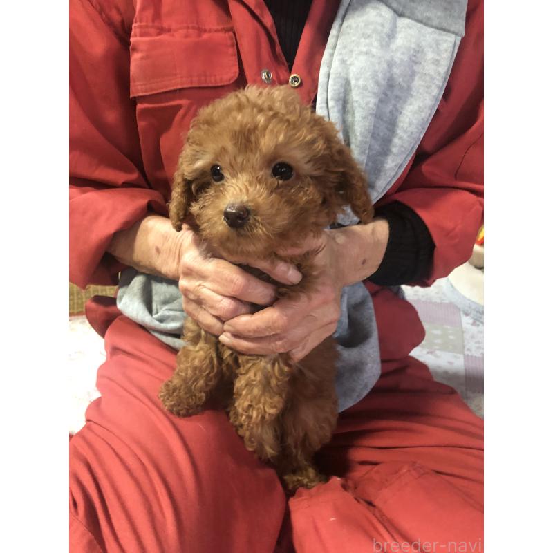 成約済の兵庫県のトイプードル-425639の2枚目