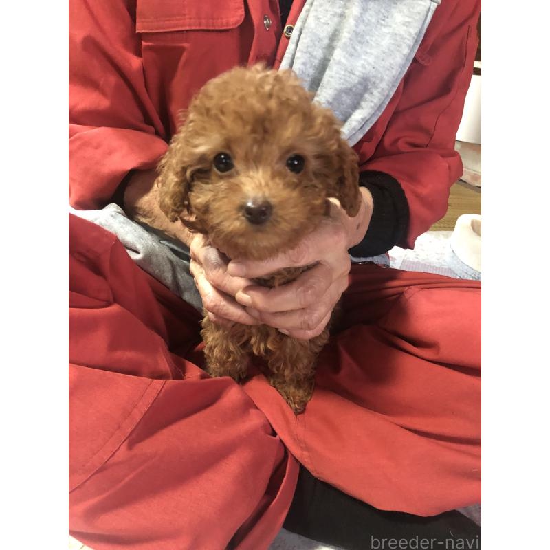 販売中の兵庫県のトイプードル-425639