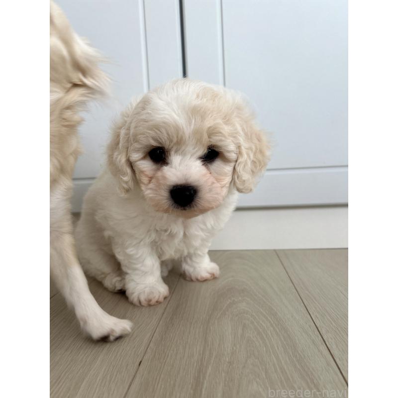 販売中の岐阜県のビションフリーゼ-423703の5枚目