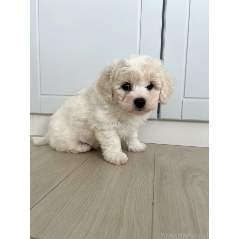 販売中の岐阜県のビションフリーゼ-423703の4枚目