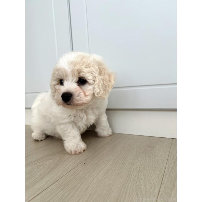 販売中の岐阜県のビションフリーゼ-423703の3枚目