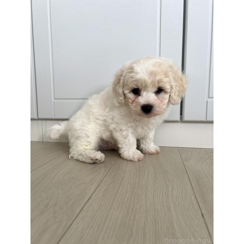 販売中の岐阜県のビションフリーゼ-423703の2枚目