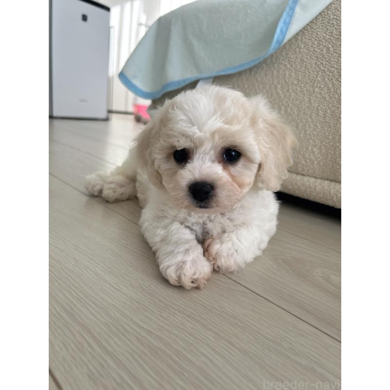 商談中の岐阜県のビションフリーゼ-423701の5枚目