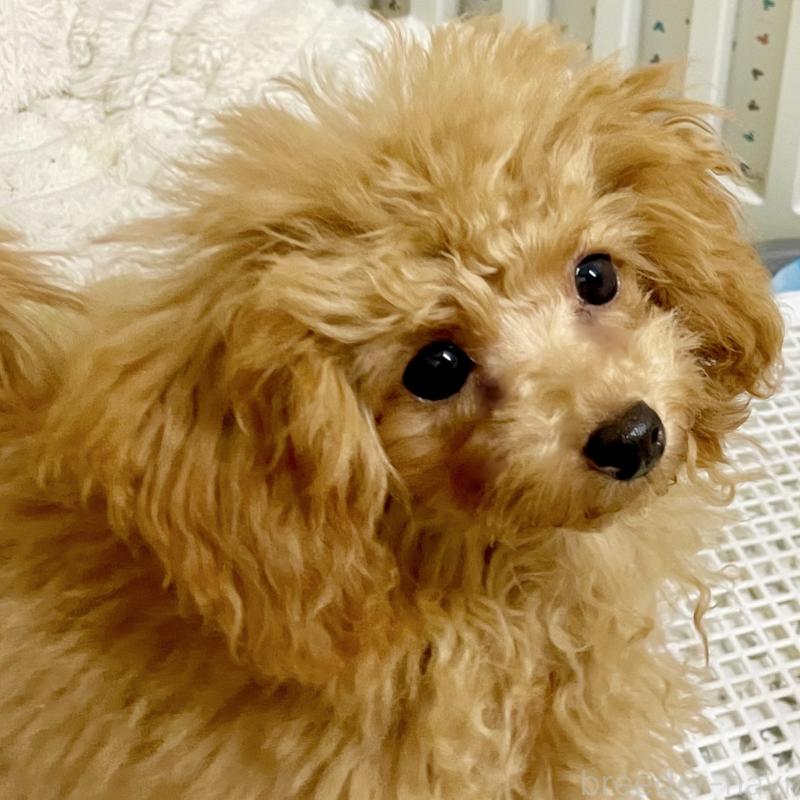 販売中の福岡県のタイニープードル-419432