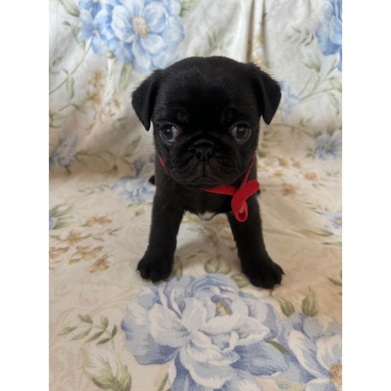 成約済の愛知県のパグ-428185の2枚目