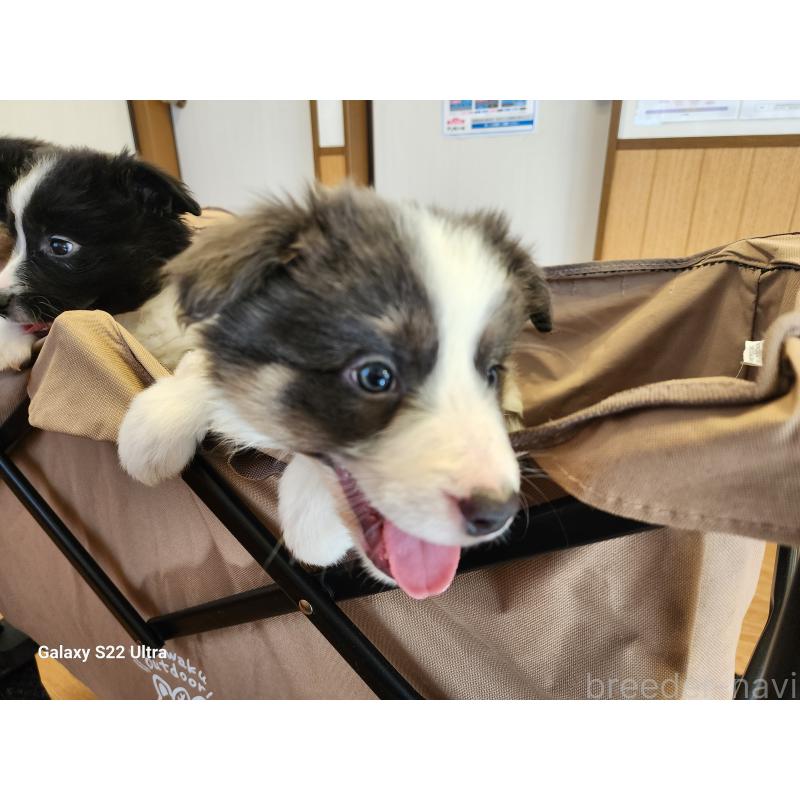 成約済の三重県のボーダーコリー-429132の2枚目