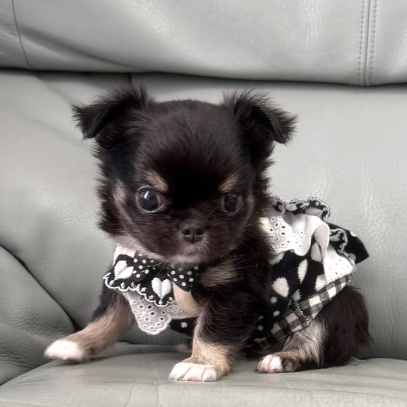 商談中の徳島県のチワワ(ロングコート)-427237