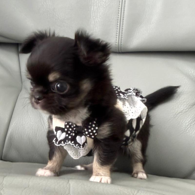 成約済の徳島県のチワワ(ロングコート)-427237の5枚目