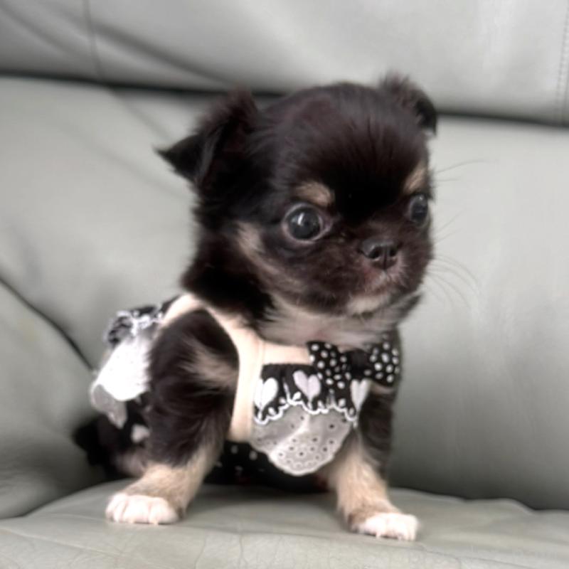 成約済の徳島県のチワワ(ロングコート)-427237の3枚目