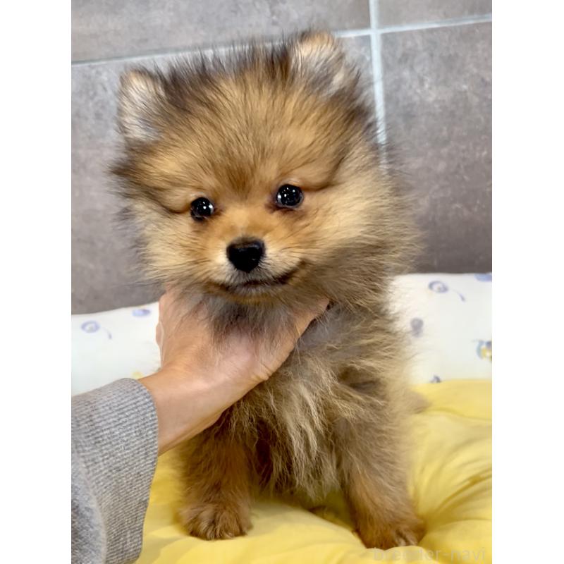 販売中の奈良県のポメラニアン-428772