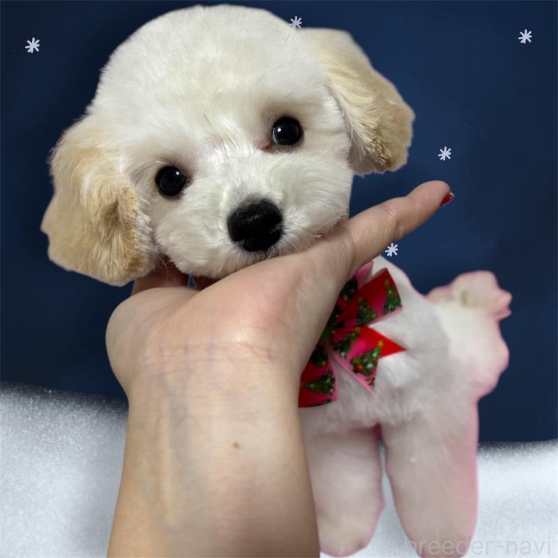 販売中の大阪府のティーカッププードル-408601