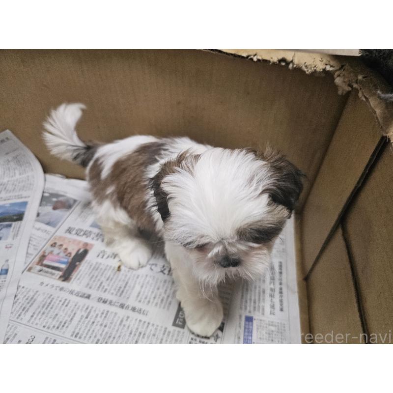 販売中の愛知県のシーズー-430171の9枚目