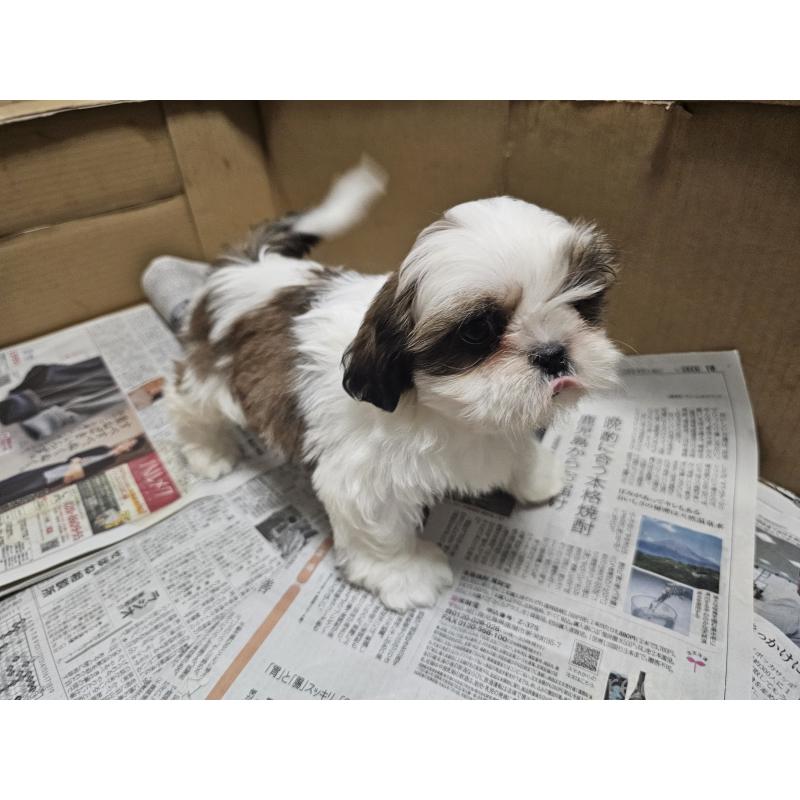 販売中の愛知県のシーズー-430171の8枚目