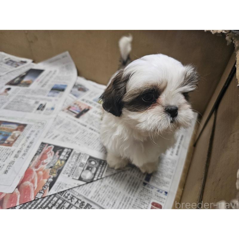 販売中の愛知県のシーズー-430171の7枚目