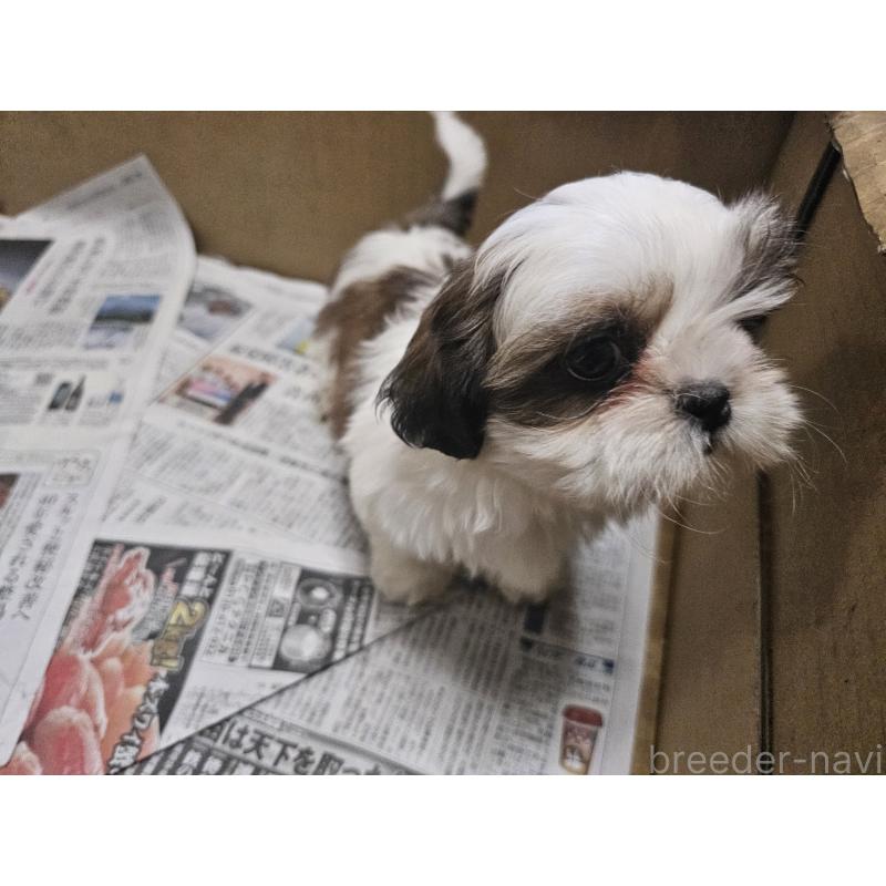 販売中の愛知県のシーズー-430171の6枚目