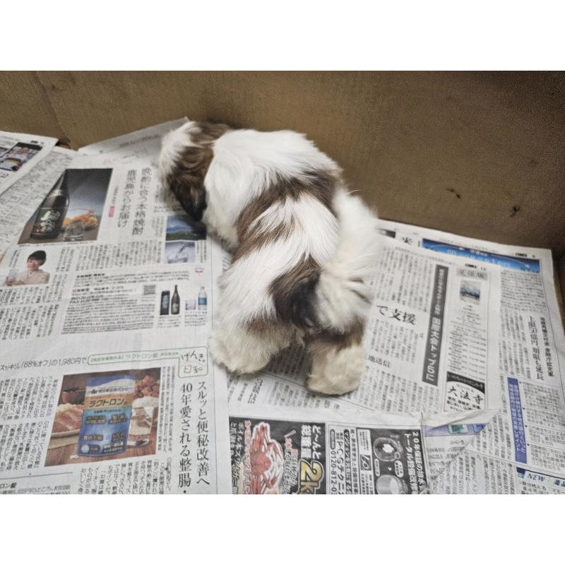 販売中の愛知県のシーズー-430171の5枚目