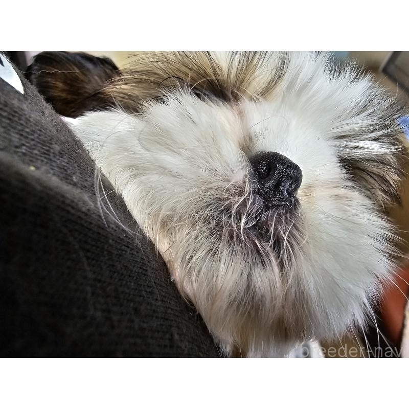 販売中の愛知県のシーズー-430171の3枚目