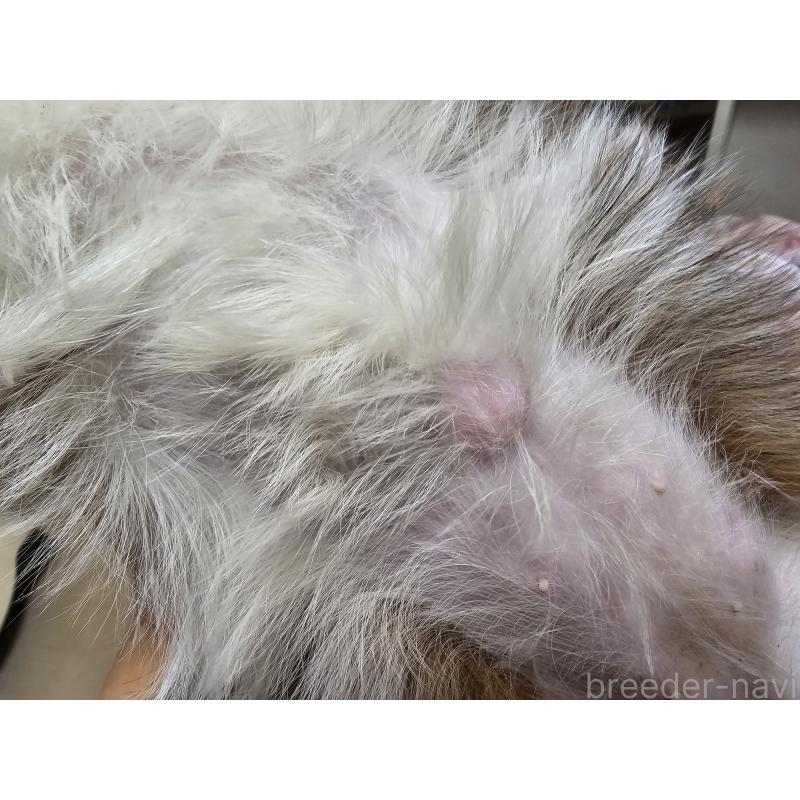 販売中の愛知県のシーズー-430171の2枚目