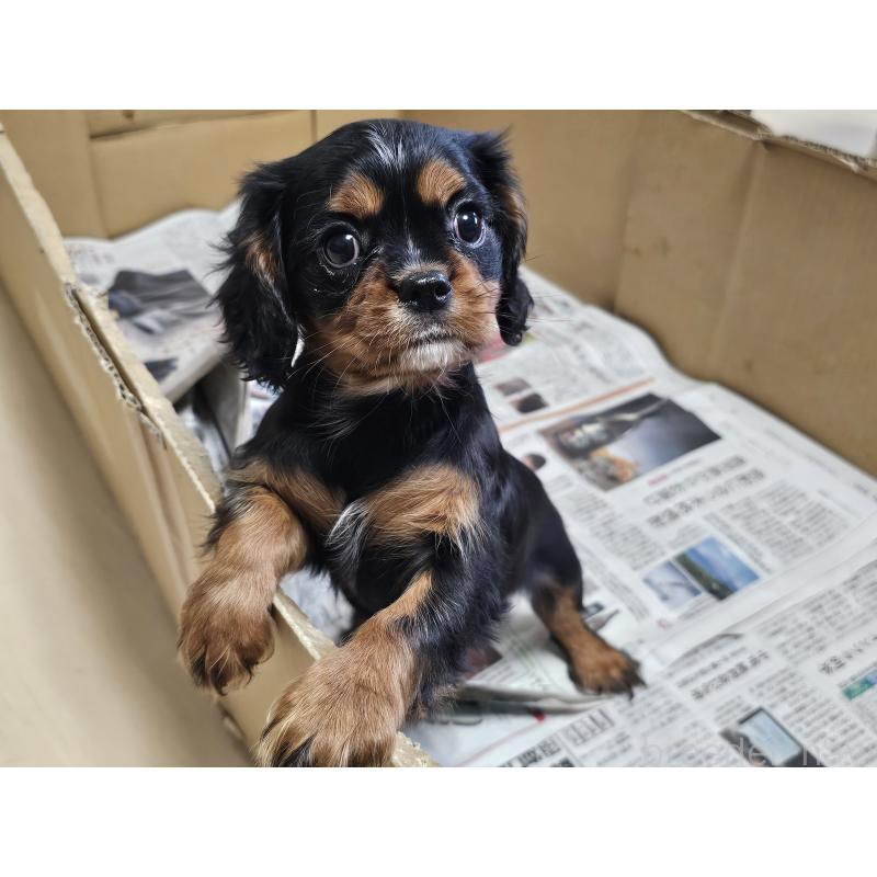 販売中の愛知県のキャバリアキングチャールズスパニエル-424284の9枚目