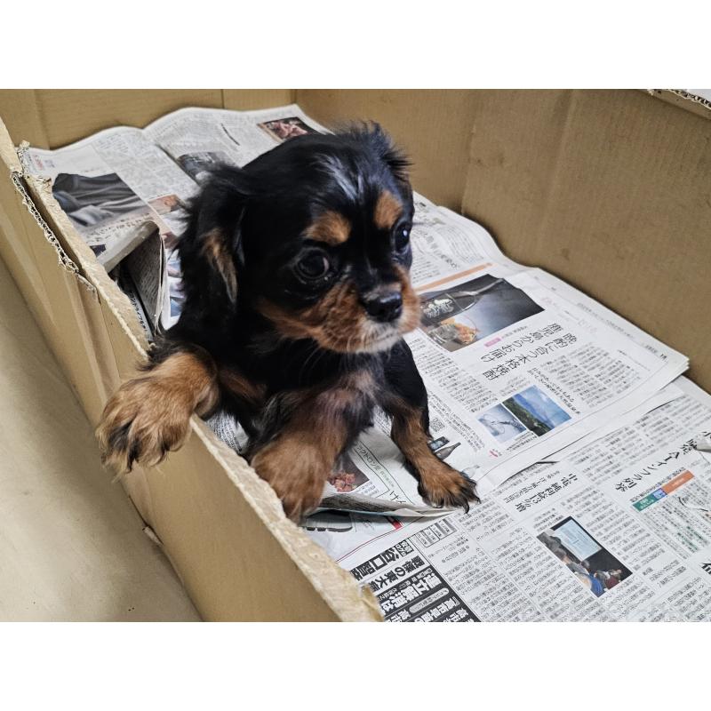 販売中の愛知県のキャバリアキングチャールズスパニエル-424284の8枚目