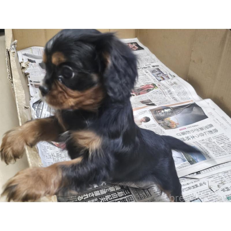 販売中の愛知県のキャバリアキングチャールズスパニエル-424284の7枚目