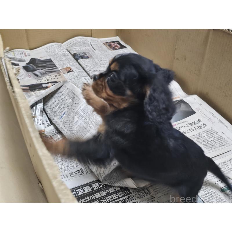 販売中の愛知県のキャバリアキングチャールズスパニエル-424284の6枚目