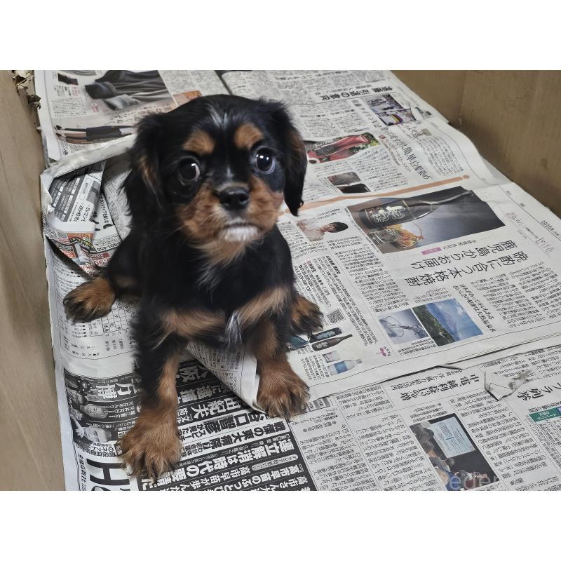 販売中の愛知県のキャバリアキングチャールズスパニエル-424284の5枚目