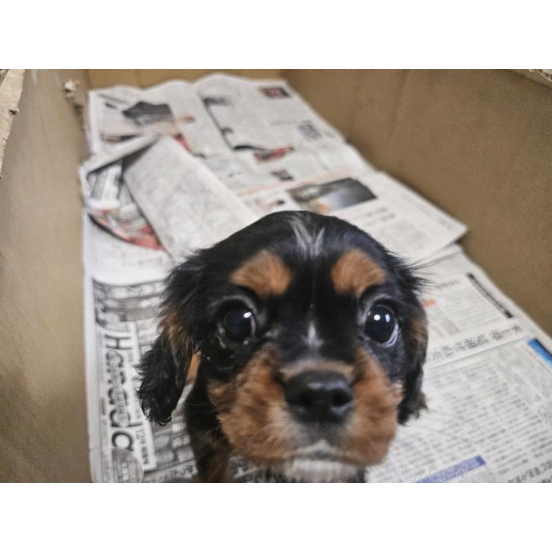 販売中の愛知県のキャバリアキングチャールズスパニエル-424284の4枚目