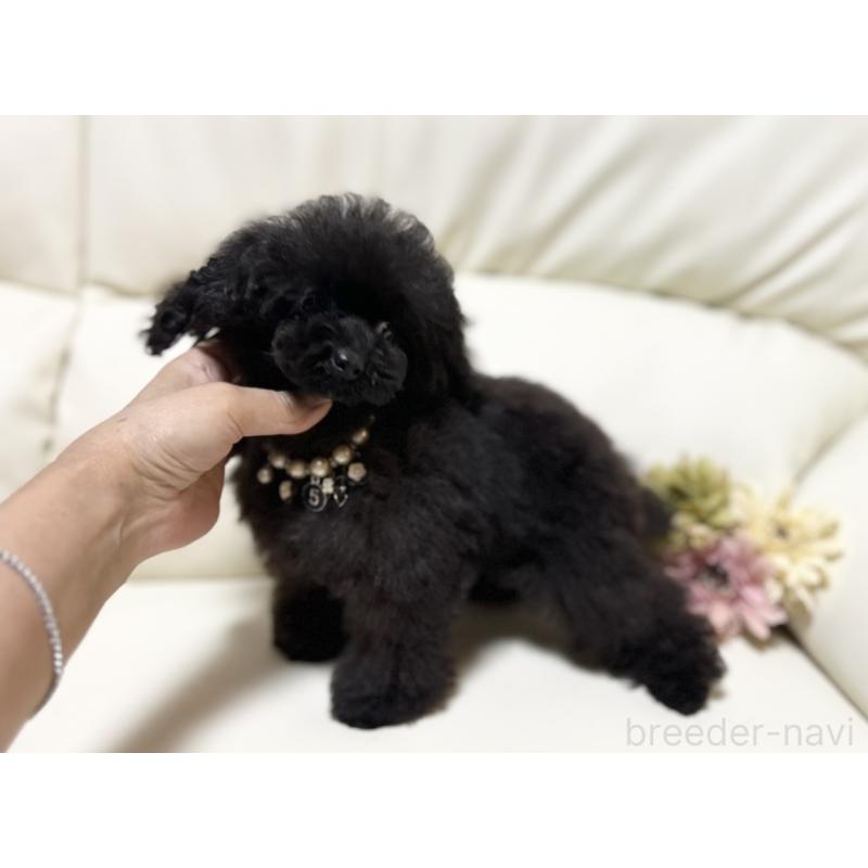 販売中の大阪府のティーカッププードル-418517の2枚目