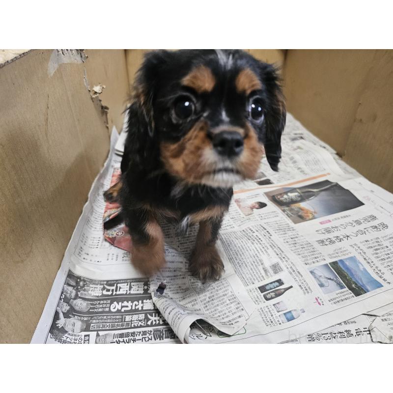 販売中の愛知県のキャバリアキングチャールズスパニエル-424284の3枚目