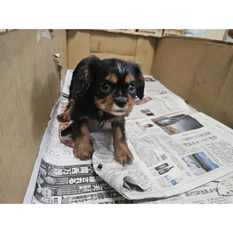 販売中の愛知県のキャバリアキングチャールズスパニエル-424284の2枚目