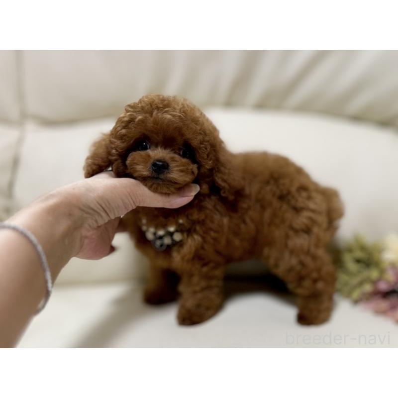 販売中の大阪府のティーカッププードル-407570の4枚目