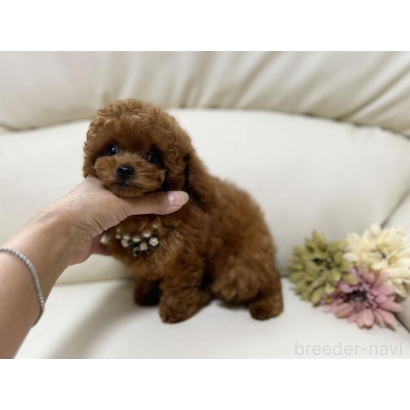 販売中の大阪府のティーカッププードル-407570の3枚目