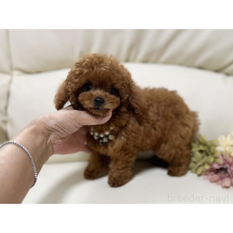 販売中の大阪府のティーカッププードル-407570の2枚目