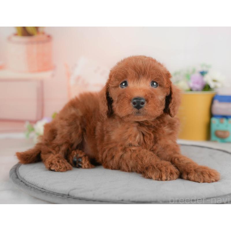 販売中の群馬県のトイプードル-430178の7枚目