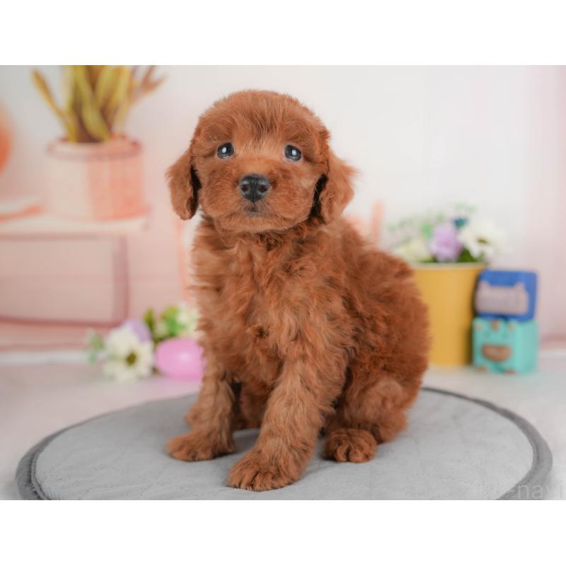 販売中の群馬県のトイプードル-430178の5枚目