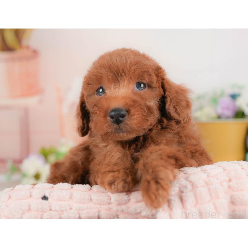 販売中の群馬県のトイプードル-430178の4枚目