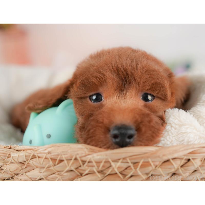 販売中の群馬県のトイプードル-430178の3枚目