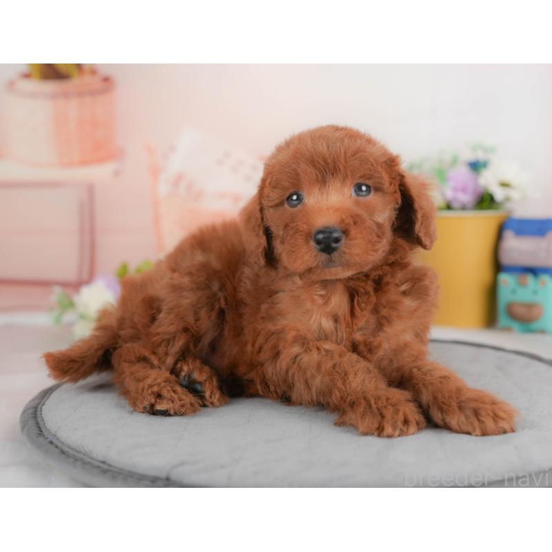 販売中の群馬県のトイプードル-430178の2枚目