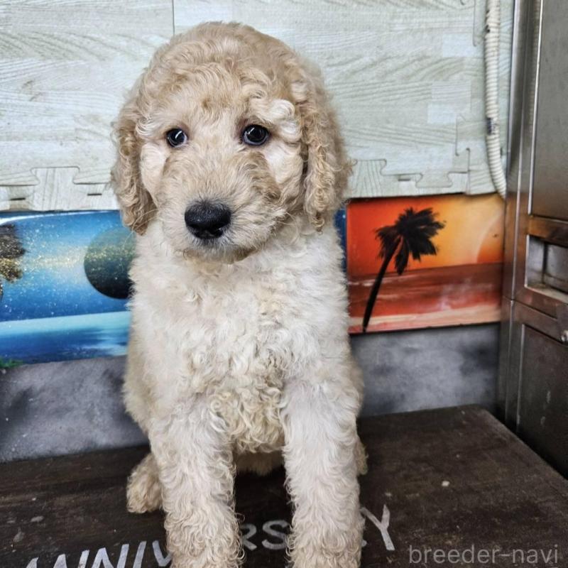販売中の兵庫県のスタンダードプードル-430175の5枚目