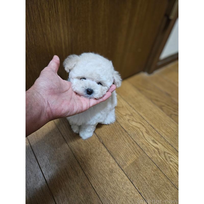 販売中の宮城県のタイニープードル-422511の3枚目